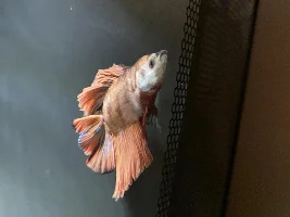 When to euthanise?