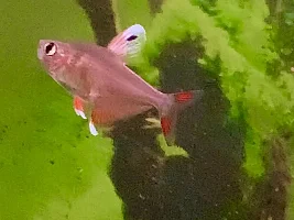 My 3 Favorite Tetras…What Are Yours?