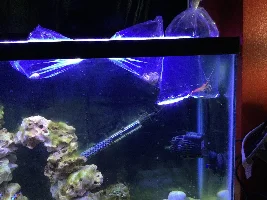 29g Saltwater Nano Tank