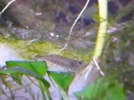 Shrimp Id Please