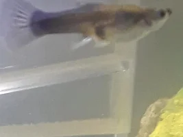 Pregnant fish