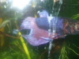 Help I don't know what's on my betta