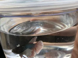 Please help with my betta fish