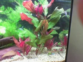 My Tropiquarium 55