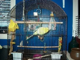 new pickle pictures