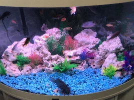 How will I ever know if my fish are dead?