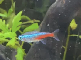 White spot on neon tetra