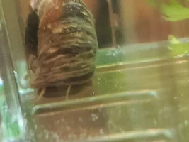 I need to help my snail