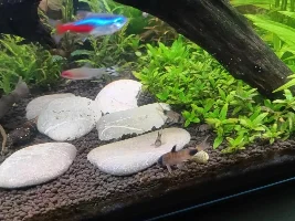 30 gallon office tank