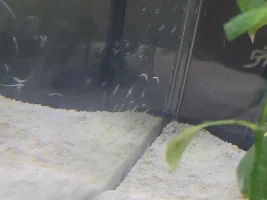Mold, fungus, or parasites?