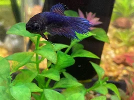 Female betta with unknown problem