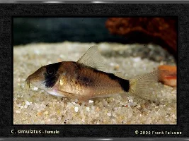 New Cory, Looks Like Metae But Isn't...