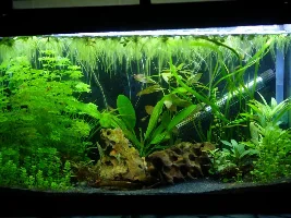 Re-starting 15 gallon, 1st time with sand