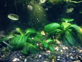 unusual plants you have or are growing in your aquarium...