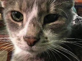 Vote Now! September 2021 Pet of the Month Contest