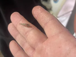 Having an issue with my salt and pepper Corys .