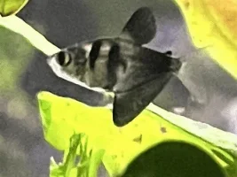 Black Skirt Tetra babies