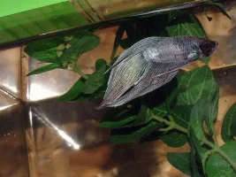 Bought some bettas today!