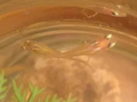 Why Aren't My Guppies Growing?