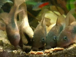 When you give only one pellet...