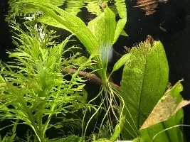 Fluval Flex 15 gallon build thread