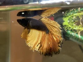 Help betta fins look ragged