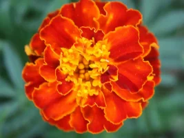 Flowers, flowers, flowers...