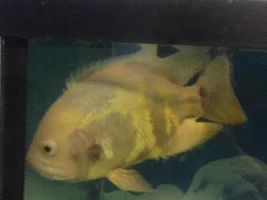 Oscar fish growth