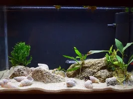 Shell-dwellers