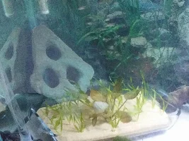 Bud's community tank