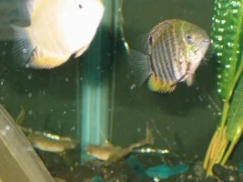 Baby Severum Tank