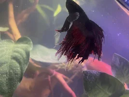 My betta fins are shredded!