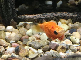 Bubbles on my Molly! Have you ever seen this before