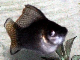 MY FISH
