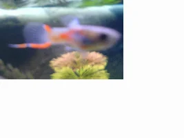 Is My Endler A Pure Endler?