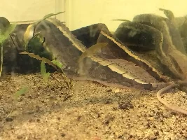 New eels