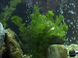 My 55 Gallon Tank (planted)