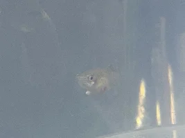 Guppy with lump and red spot, getting worse