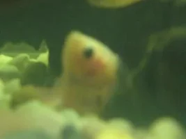 Bettas We Have Loved And Lost.