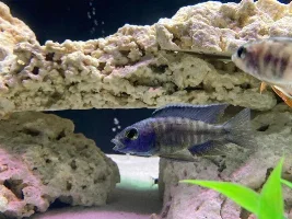 Please Help ID/Sex These New Peacocks