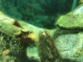 Algae