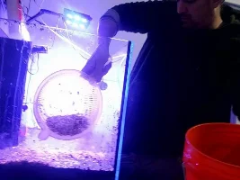 Kaya's Red Sea 250XL Planted Freshwater Build