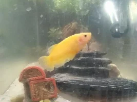 Female Betta appreciation thread.