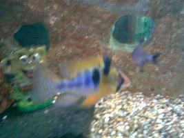 German Blue Rams