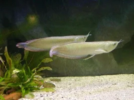 Black Arowana