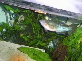Gudgeons eating pattern, No krill were harmed