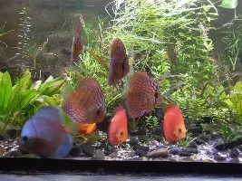 Discus mafia and pricing fish way beyond their worth