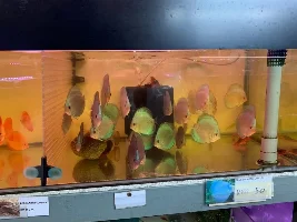 Your LFS nearby lets show em all