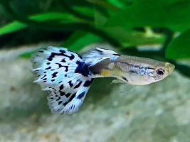 Favourite thing about livebearers?