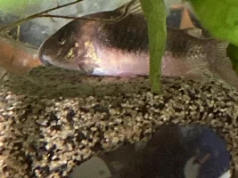 More pics of my poor Corydora